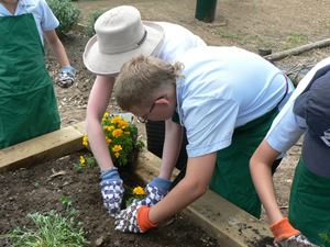 Vegetable Garden 004