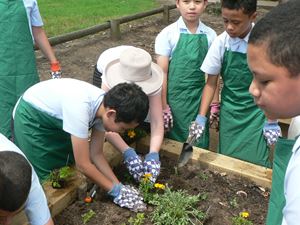 Vegetable Garden 010