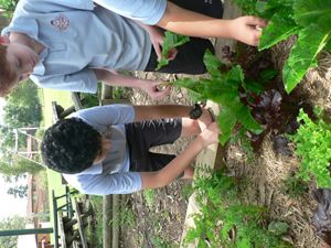 Vegetable Garden 017