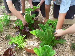 Vegetable Garden 018